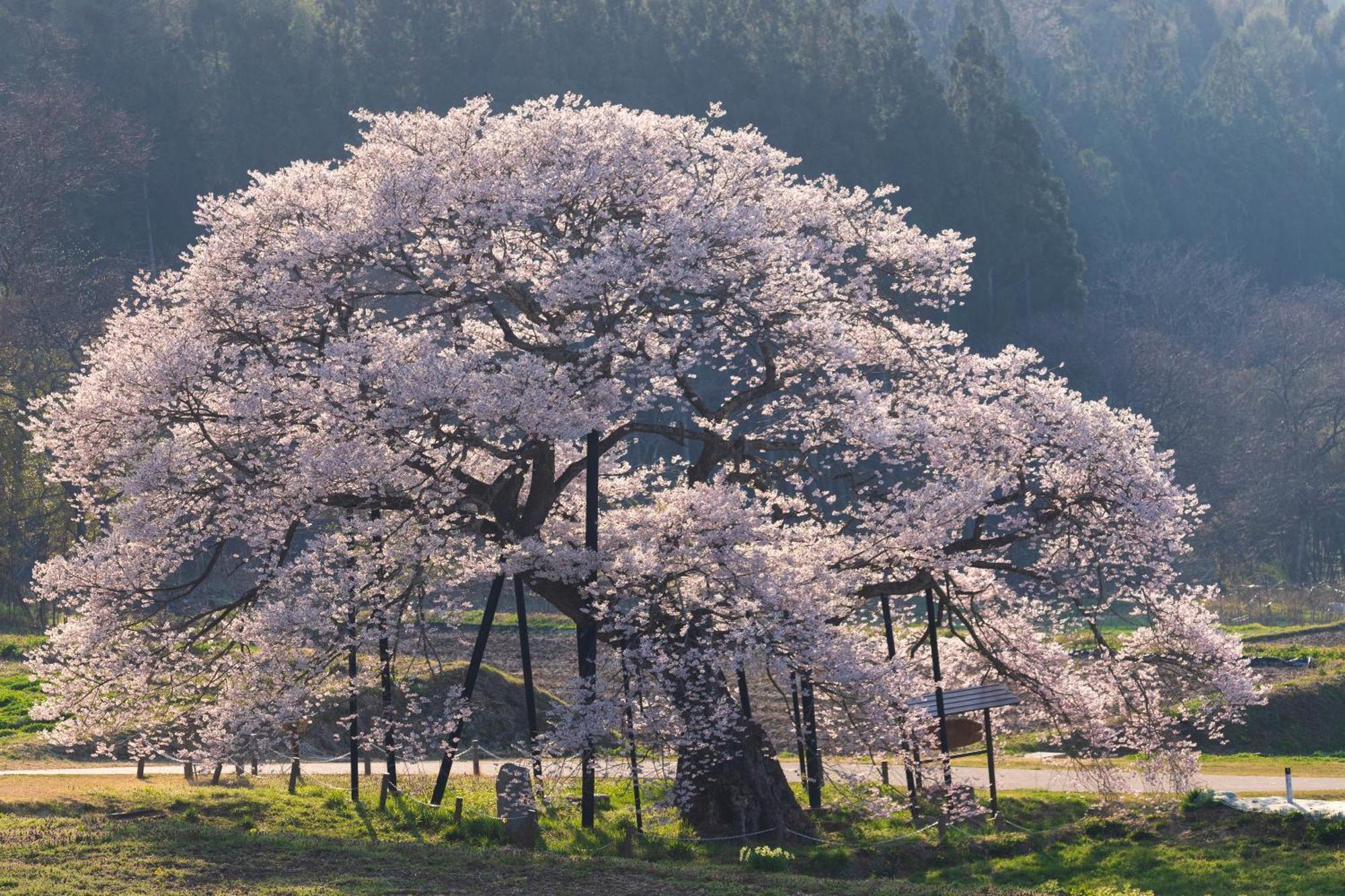 The Toji Ba Matsukawakan Takayama  المظهر الخارجي الصورة